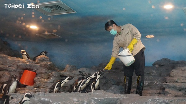 ▲動物園淡季擬修園？　研考會推動i-Voting讓市民投票。（圖／取自臺北市立動物園）