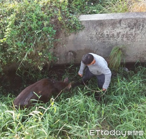 ▲警方與農業局人員、養鹿協會的伙伴及熱心的里民共同合力將鹿隻拉上車，結束這場鹿隻逛大街戲碼。（圖／記者林悅翻攝）