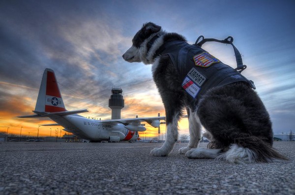 機場英雄犬離世了！一生驅逐8千隻鳥，最後一天仍在跑道工作（圖／FB@Cherry Capital Airport K-9 Team）