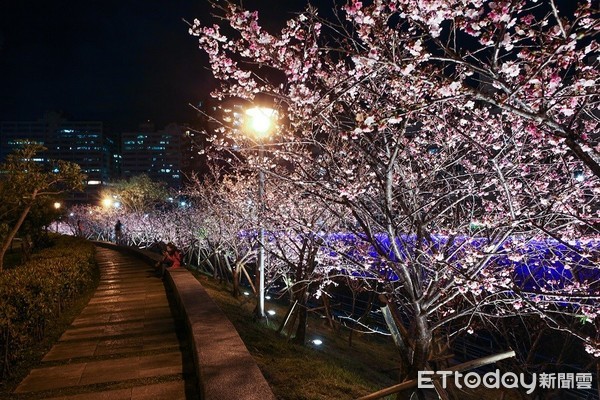 ▲台北內湖樂活公園夜櫻。（圖／台北市政府提供）