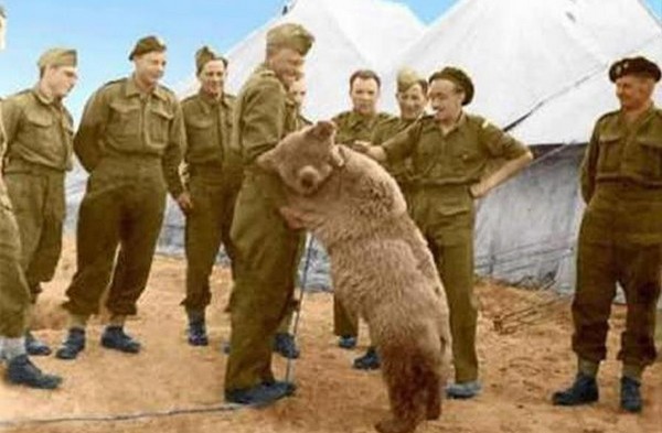 ▲▼參加過二戰的棕熊。（圖／翻攝自toutiao）