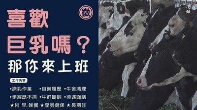 徵才廣告「喜歡巨乳嗎？」百人來搶　牧場老闆：果然找到擠奶奇才