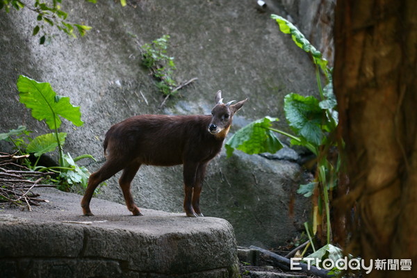 ▲知名餐廳彩蝶宴冰箱查獲保育類山羌，疑似老闆宴客菜色。（圖／林務局提供）