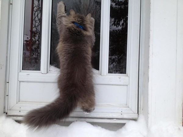 ▲▼動物們第一次見到雪。（圖／翻攝自boredpanda）