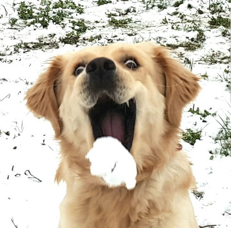 ▲▼動物們第一次見到雪。（圖／翻攝自boredpanda）