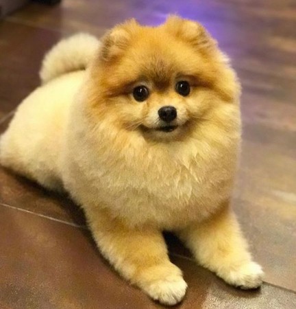 博美犬茜拉。（圖／翻攝自Instagram用戶shila_the_pom）