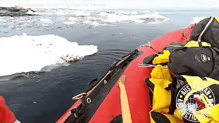 阿德利企鵝登上澳洲南極科考隊小船（圖／翻攝YouTube／Global News）