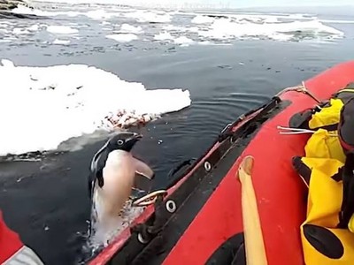 考察殺出程咬金！南極企鵝「噴出海平面」　上錯船呆萌跳海