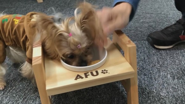 【毛爸鮮食提案】新的一年營養開心滿點~元氣豬豬早餐腸!(圖/毛起來 MaoUp)