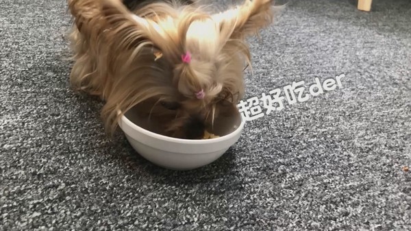 【毛爸鮮食提案】新的一年營養開心滿點~元氣豬豬早餐腸!(圖/毛起來 MaoUp)