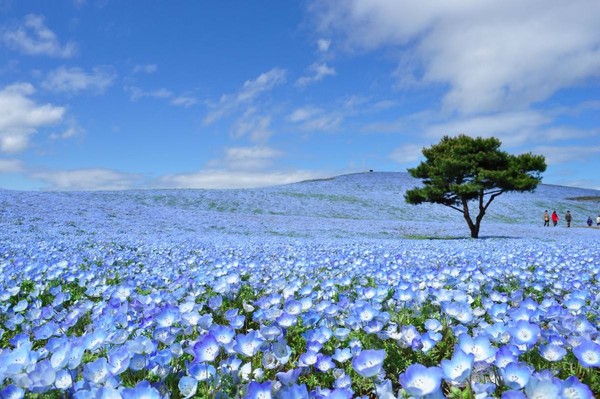 ▲▼日本茨城縣常陸海濱公園（又稱HITACHI日立海濱公園）。（圖／常陸海濱公園提供）