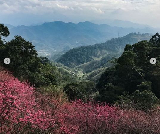 ▲協雲宮櫻花開。（圖／網友提供，請勿隨意翻拍，以免侵權）