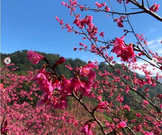 ▲協雲宮櫻花開。（圖／網友提供，請勿隨意翻拍，以免侵權）