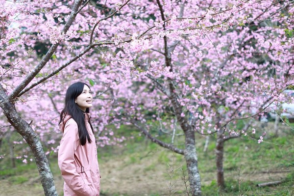 ▲▼高雄藤枝櫻花公園櫻花開了。（圖／IG@mearachao提供，請勿隨意翻拍，以免侵權。）