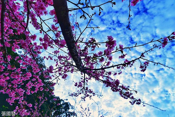 ▲▼高雄藤枝櫻花公園櫻花開了。（圖／張國發提供，請勿隨意翻拍，以免侵權。）