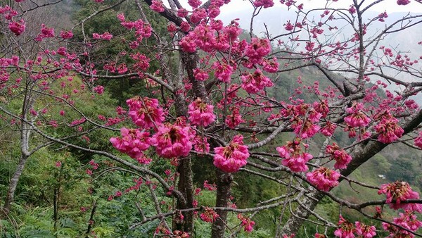 ▲屏東縣霧臺鄉櫻花季。（圖／翻攝自屏東縣霧臺鄉公所粉絲專頁）