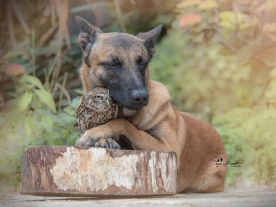 狗狗遇到貓頭鷹，膩成「最暖動物朋友」♥