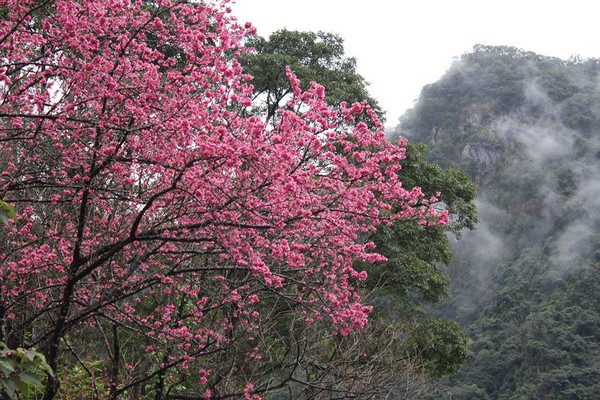 雲仙樂園櫻花。（圖／翻攝自雲仙樂園粉絲團）