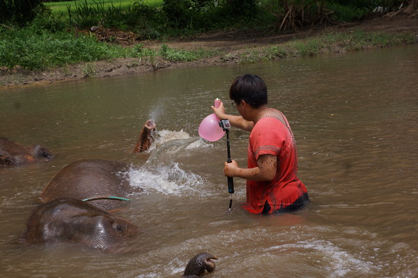 ▲部落客「只想旅行 不想上班」帶領大家到泰國清邁Ran-tong大象保護營一探究竟。（圖／只想旅行 不想上班提供，請勿任意翻攝以免侵權）