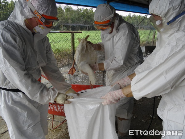 ▲台南市後壁區一養鵝場，確診感染H5N2高病原性禽流感，動保處並完成撲殺處置1051隻鵝。（圖／記者林悅翻攝）