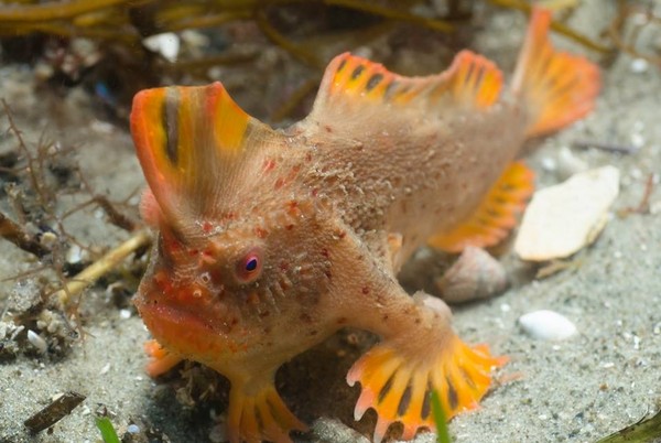 ▲▼ 澳洲塔斯曼尼亞州（Tasmania）海域的瀕臨滅絕的「紅手魚」（red handfish）魚鰭外形神似「手」，可在海床上爬行覓食。科學家發現，牠們數量從早年預估的20條至40條，倍增至80條左右。（圖／翻攝自IMAS網站）