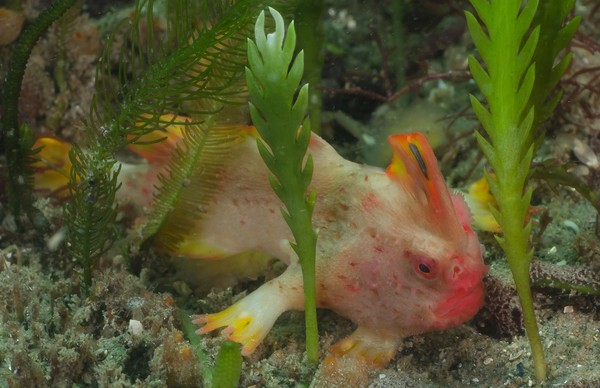 ▲▼ 澳洲塔斯曼尼亞州（Tasmania）海域的瀕臨滅絕的「紅手魚」（red handfish）魚鰭外形神似「手」，可在海床上爬行覓食。科學家發現，牠們數量從早年預估的20條至40條，倍增至80條左右。（圖／翻攝自IMAS網站）