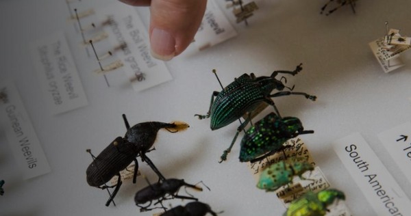 ▲▼夫妻熱愛抓蟲，收集了125萬隻昆蟲。（圖／翻攝自亞利桑那大學官網）