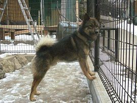 ▲日本犬。（圖／翻攝自維基百科）