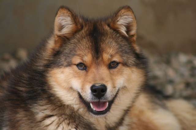 ▲日本犬。（圖／翻攝自維基百科）