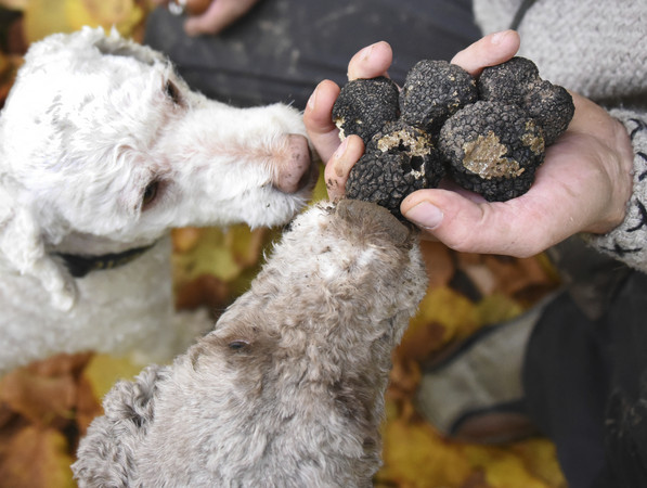 ▲▼白松露與黑松露 。(圖/達志影像/美聯社)