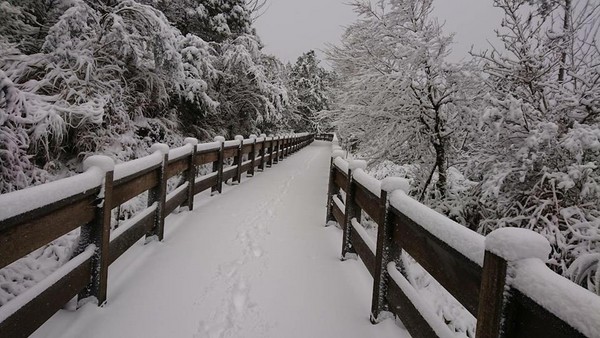 ▲太平山4日風雪仍大。（圖／翻攝自太平山國家森林遊樂區粉絲專頁，黃清漢攝影）