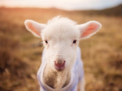 夢到羊會有好事發生？要先看你夢到幾隻