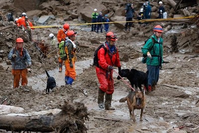 救災現場的四腳英雄　搜救犬肉球受傷踩出一路血跡仍堅持救援