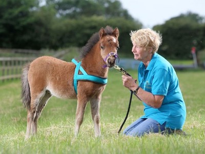 「導盲馬」拯救怕狗的她　迷你馬跟狗一樣大　踏踏馬蹄提醒別跌倒