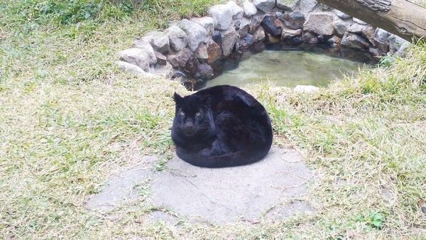 那是黑色的石頭吧！鹿兒島市平川動物公園日前在推特上傳一張「大貓」的照片，牠因為天氣冷，所以在石頭上縮成一團；原來那隻大黑貓是動物園裡有名的黑豹「スー（SU）」，但由於縮成一團時，太像貓了，所以許多網友還逗趣的在貼文底下秀出自己的家貓比對，發現看起來根本一模一樣！（圖／翻攝自鹿兒島市平川動物公園推特）