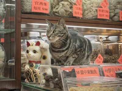 貓才是香港的主人！攝影師拍下坐鎮中藥行裡的貓老大