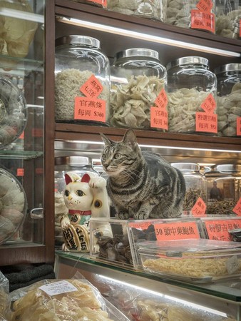 香港貓