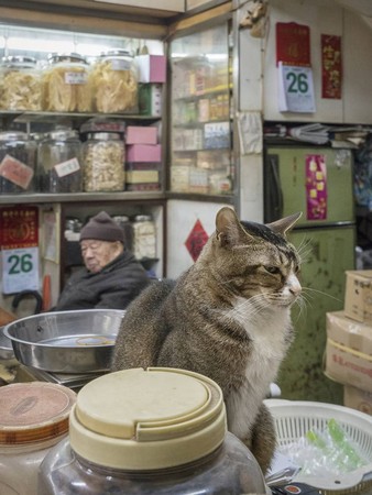 香港貓