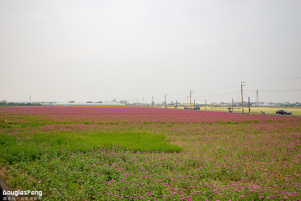 ▲▼嘉義 太保花海節。（圖／道格拉斯.方提供）