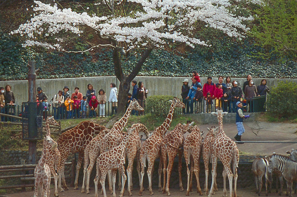 ▲多摩動物園。（圖／shinsenhino.com）