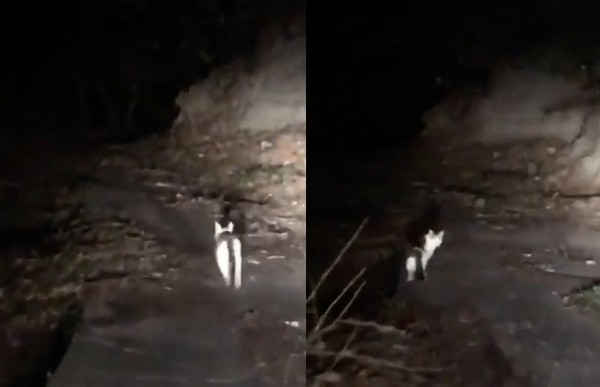 深山中迷路遇「山神」？　神秘灰白靈貓幫忙帶路脫困。（圖／翻攝自「りゅうちゃん@モンエナスイスポ」的推特）