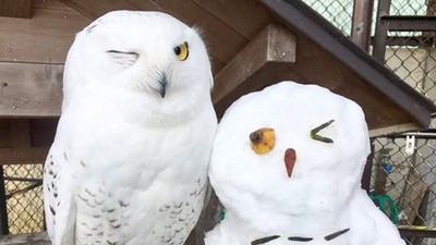 動物園奇蹟！雪鴞表情和雪人「完全對稱」，嘿美牠笑得好燦爛呀