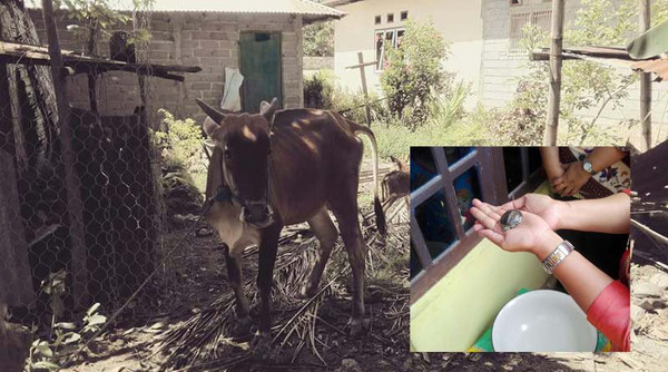 印尼蘇拉維西島的哥倫打洛省（Gorontalo）有名農飼養的母牛順利產下一隻小牛，但竟在小牛的皮膚皺褶裡，發現一隻「烏龜」；而當地的行政首長也驚訝的表示，「這一切都是神的旨意！」（圖／翻攝自Gorontalo News 推特）