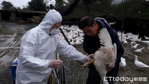 ▲新北市春節防疫不打烊，加強禽流感防疫監測。（圖／新北市政府動物保護防疫處提供）