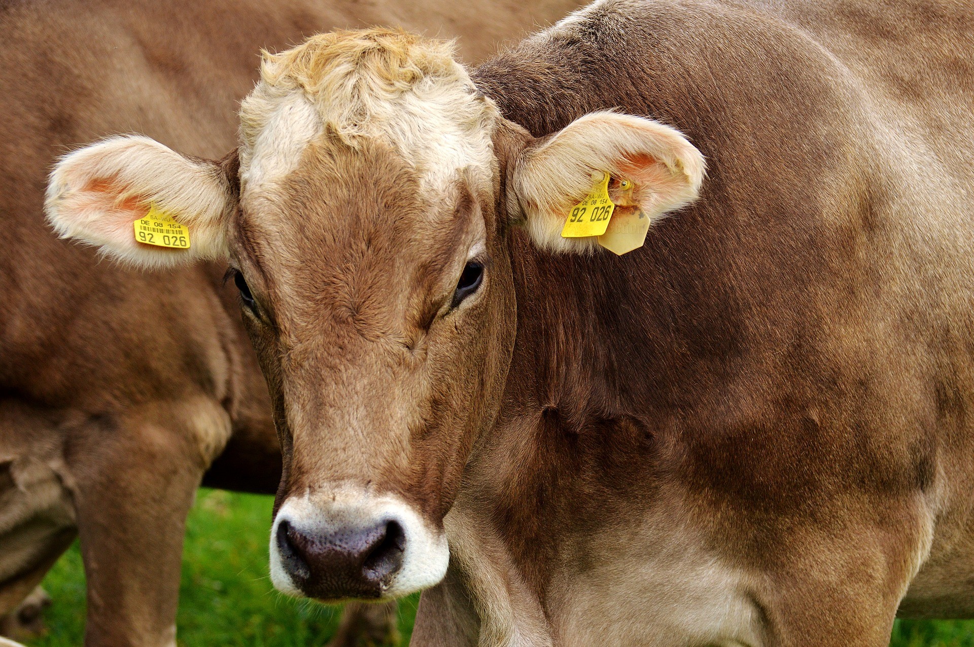 ▲▼母牛,牛,牛肉,飼養牛,農場,。（圖／pixabay）