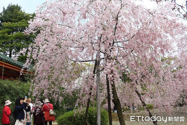 ▲▼京都平安神宮櫻花，日本賞櫻。（圖／記者蔡玟君攝）