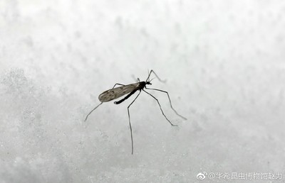 「佛系蚊」只赏雪不咬人 成都2000米雪地现罕见极地冬大蚊