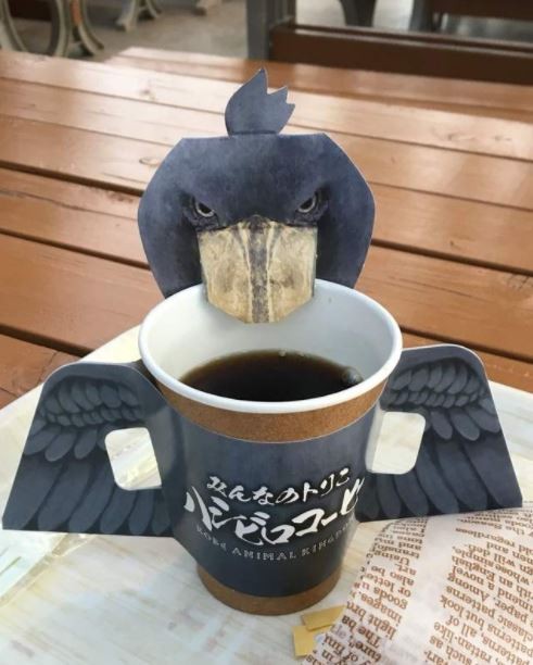 鯨頭鸛咖啡（圖／翻攝自神戶動物王國）