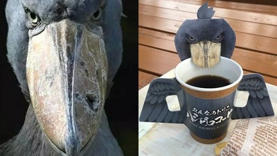 醜出一片天！鯨頭鸛登上人氣王　神戶動物王國順勢推出咖啡套