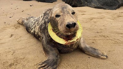 海洋垃圾惹的禍！小海豹遭飛盤套頸半年　塑膠溝槽內血肉混成泥